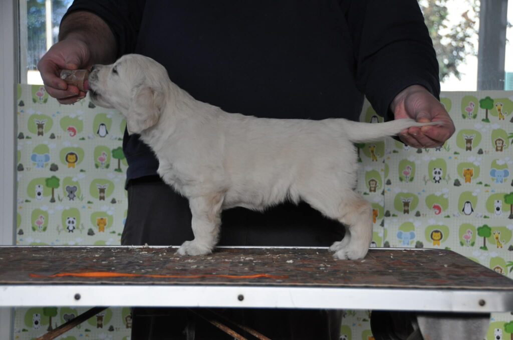 Cuccioli Golden Retriever Palermo Sicilia