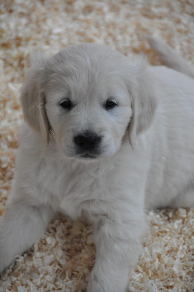 Cuccioli Golden Retriever Palermo Sicilia