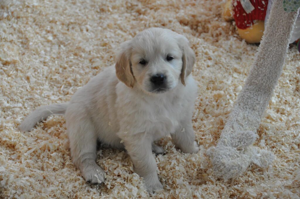 Cuccioli Golden Retriever Palermo Sicilia