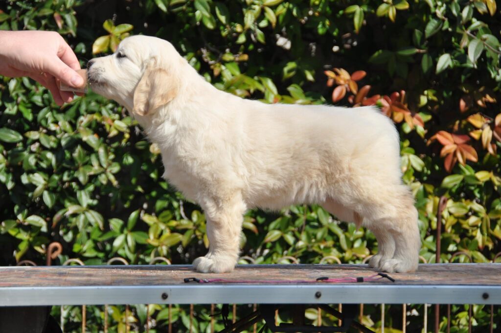 Cuccioli Golden Retriever Palermo Sicilia