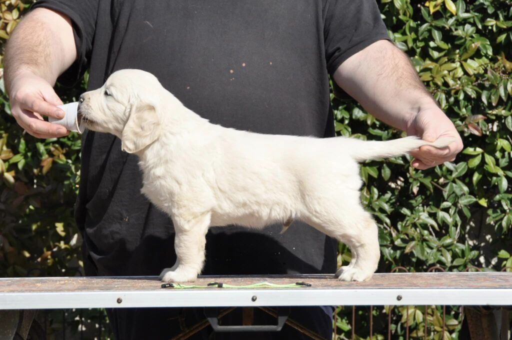 Cuccioli Golden Retriever Palermo Sicilia