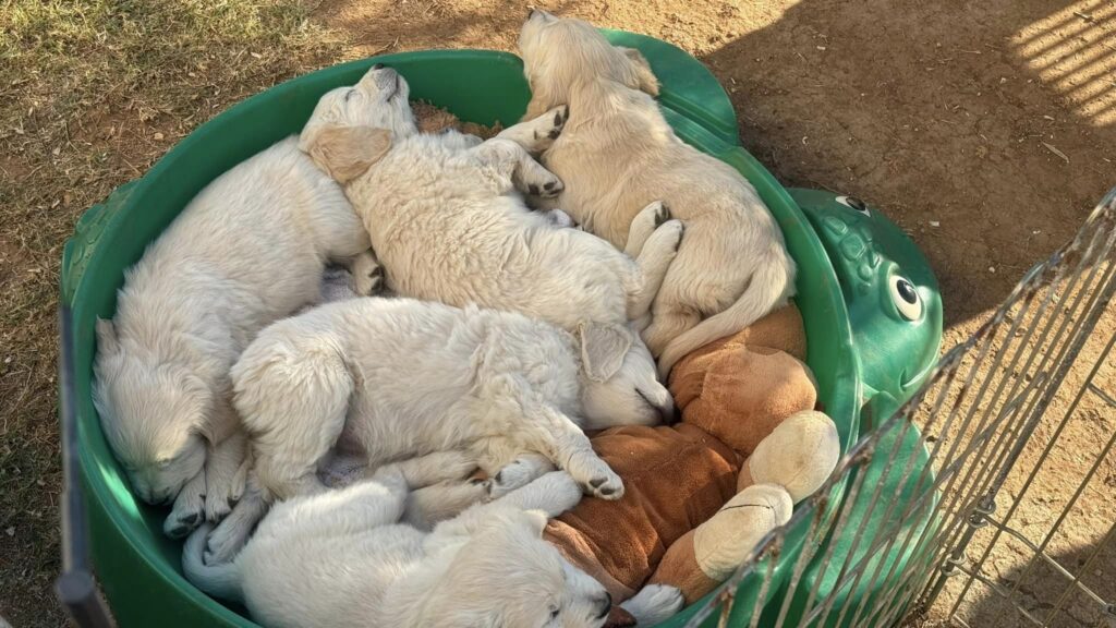 Cuccioli Golden Retriever Palermo Sicilia