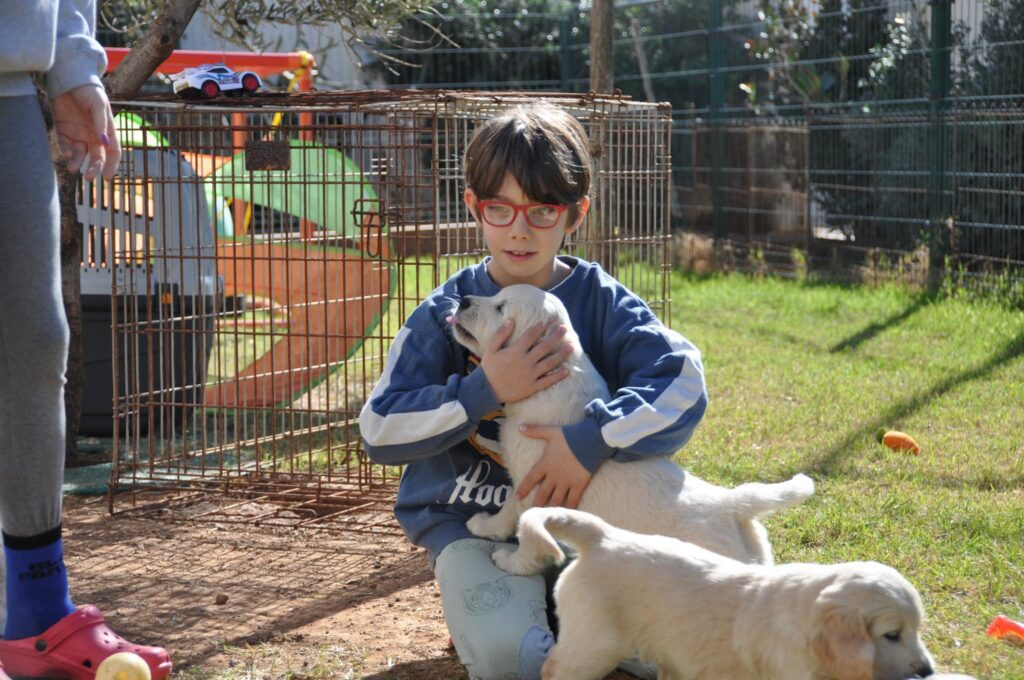 Cuccioli Golden Retriever Palermo Sicilia