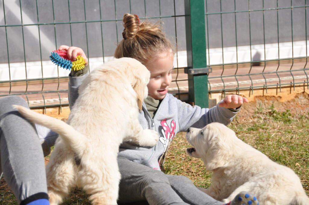 Cuccioli Golden Retriever Palermo Sicilia