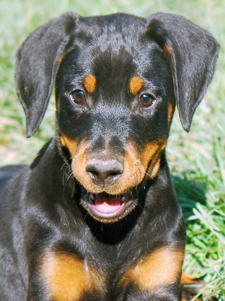 Dobermann cuccioli