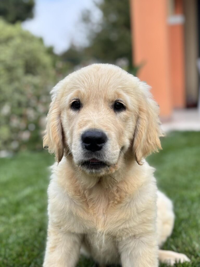 Cucciola Golden Retriever