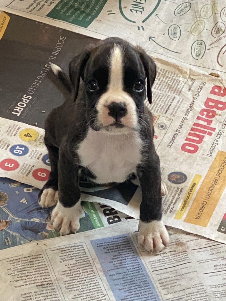 BOXER CUCCIOLI