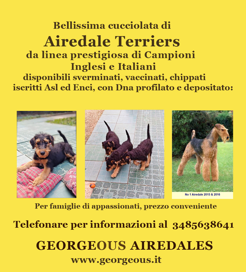 Cuccioli Airedale Terrier