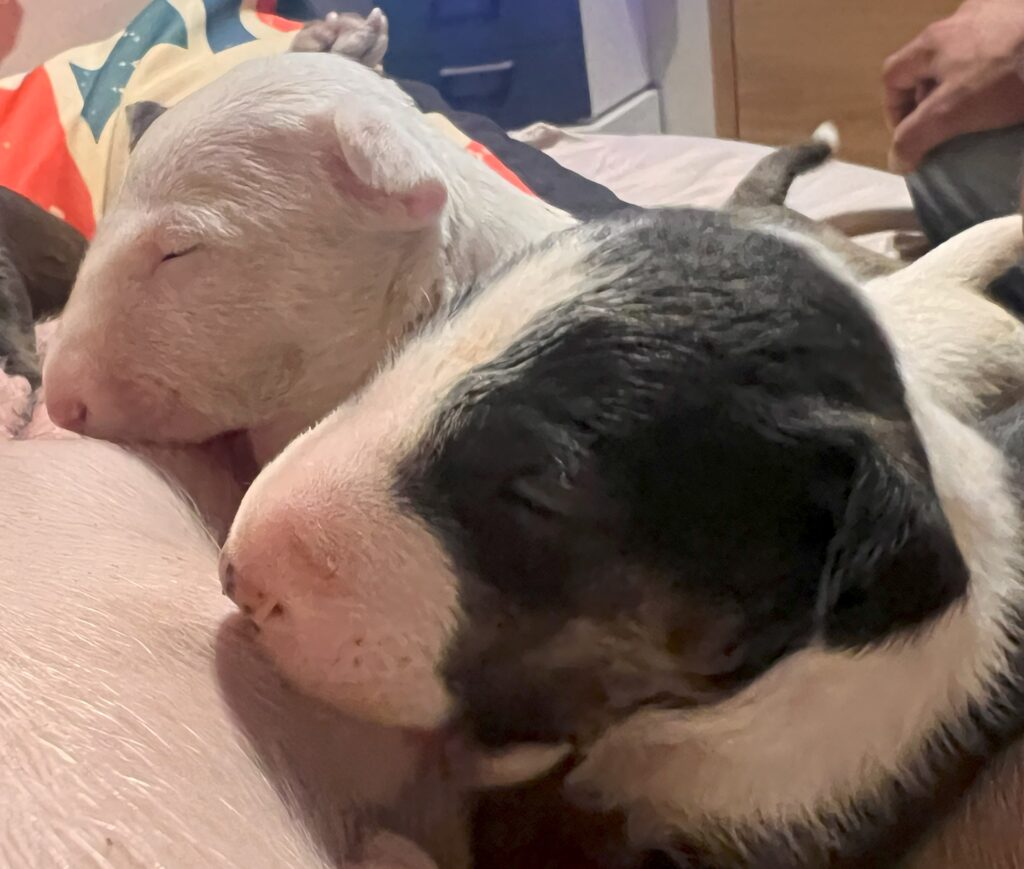 CUCCIOLI BULL TERRIER MINIATURA