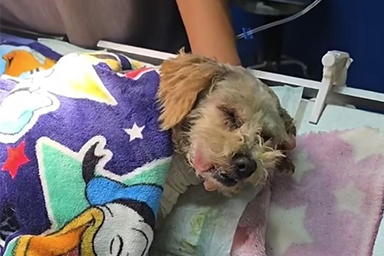 Sopravvive a un'esplosione con i suoi cuccioli: la storia di Cereza