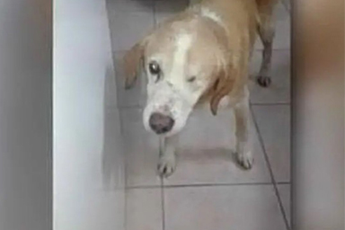 Giacomo