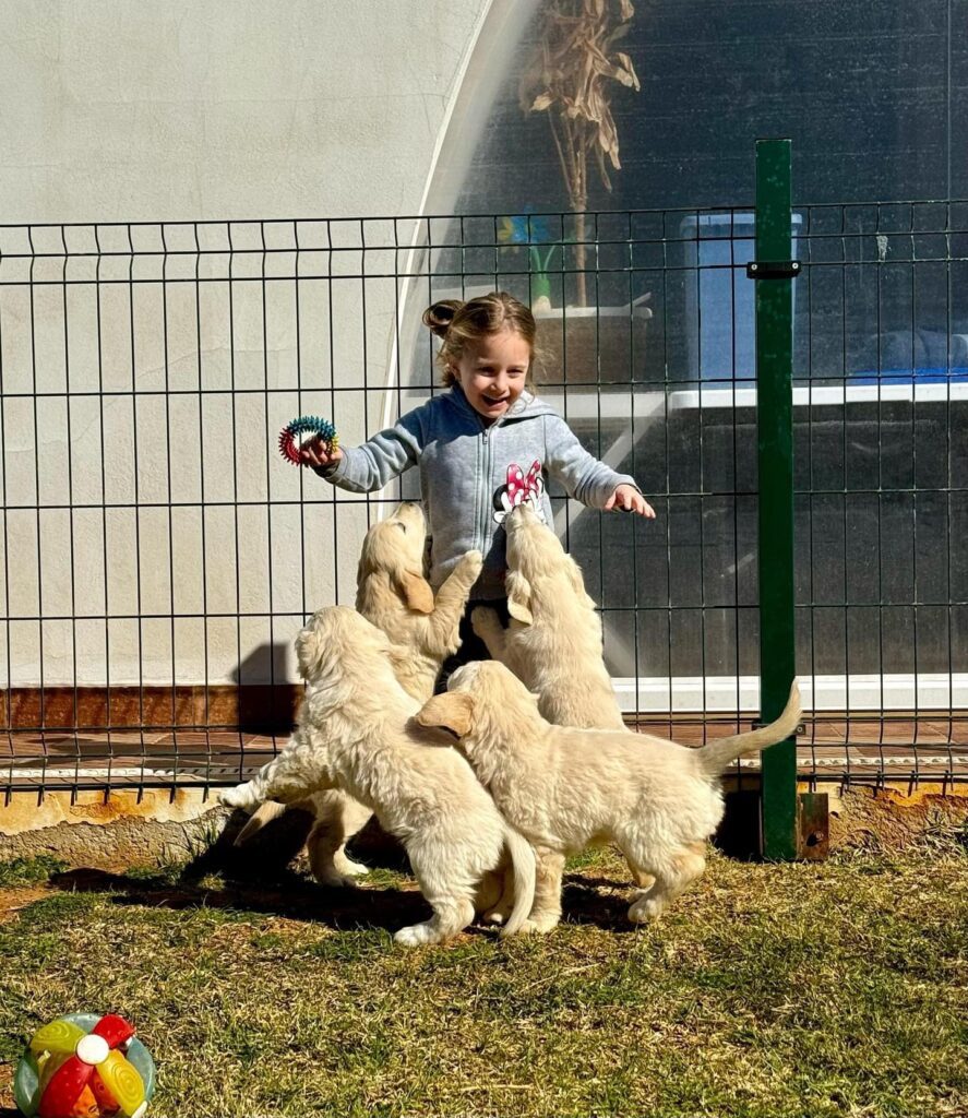 Cuccioli Golden Retriever Palermo Sicilia