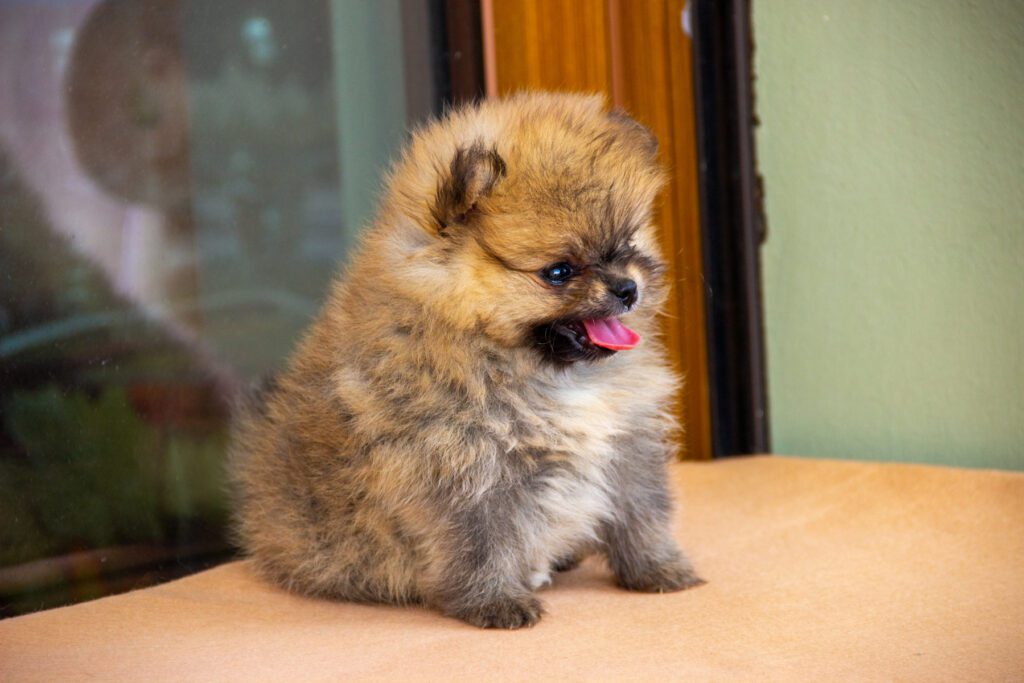 Cucciole di Spitz Pomerania nate il 7 giugno 2025