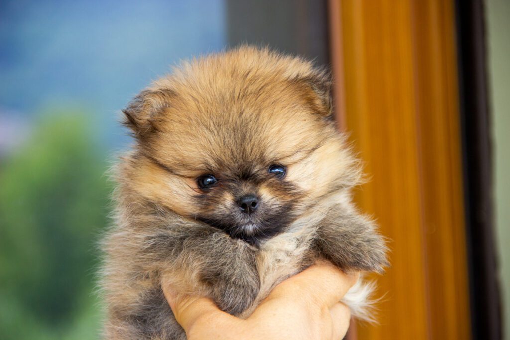 Cucciole di Spitz Pomerania nate il 7 giugno 2025