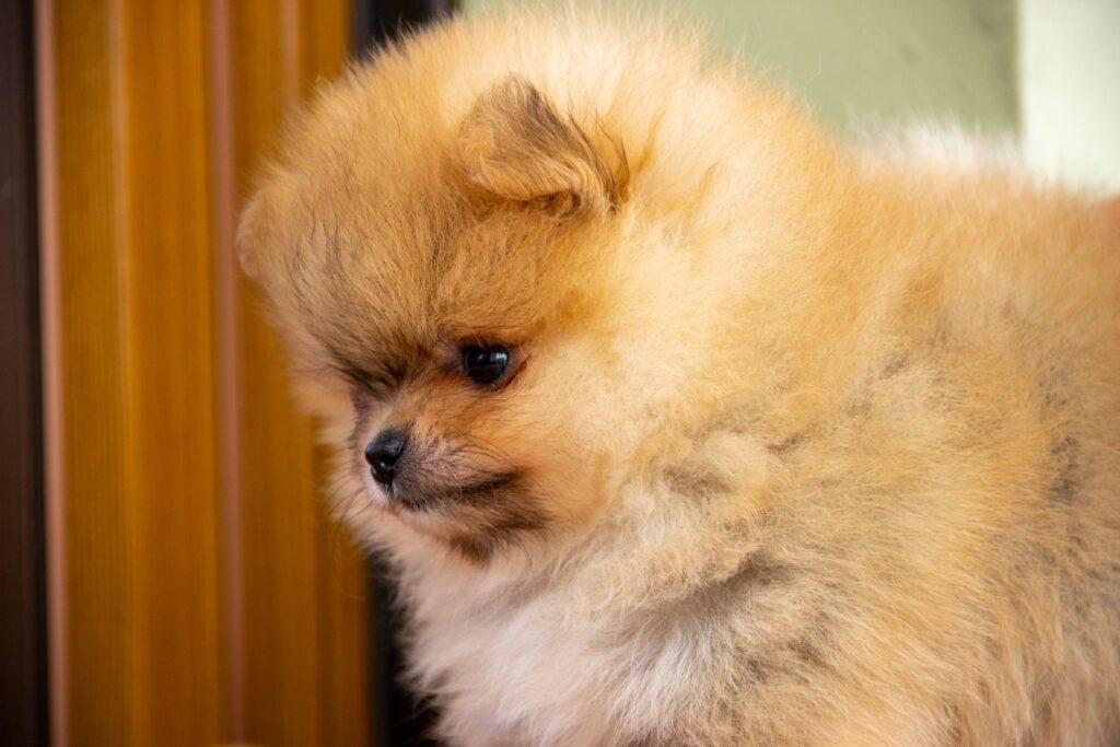 Cucciole di Spitz Pomerania nate il 7 giugno 2025