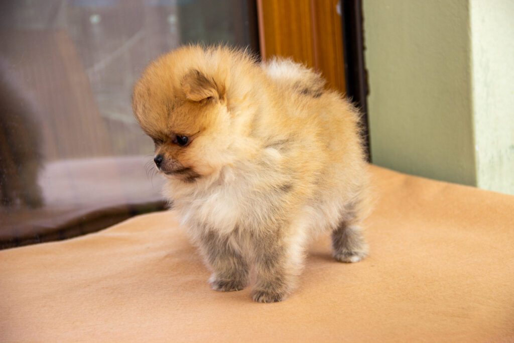 Cucciole di Spitz Pomerania nate il 7 giugno 2025