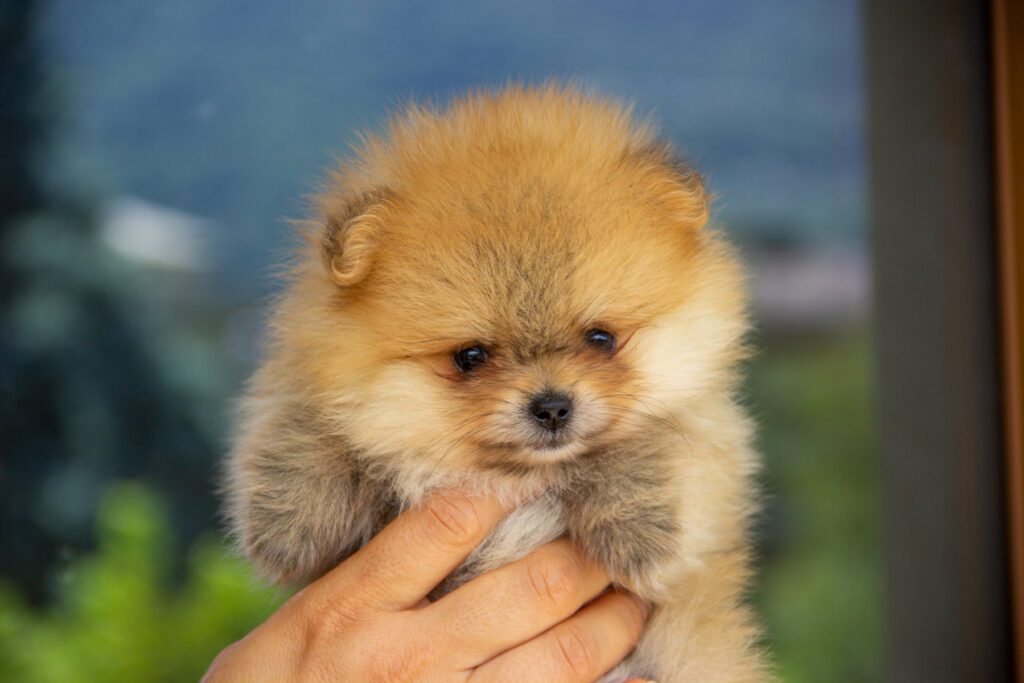 Cucciole di Spitz Pomerania nate il 7 giugno 2025