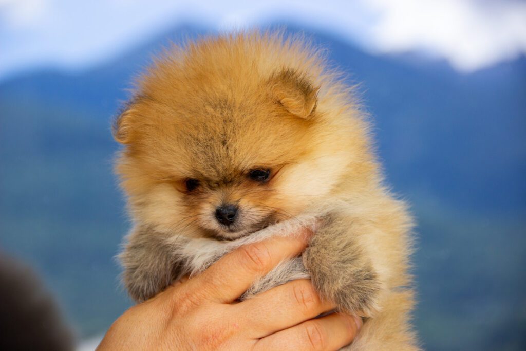 Cucciole di Spitz Pomerania nate il 7 giugno 2025