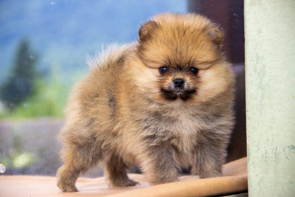 Cucciole di Spitz Pomerania nate il 7 giugno 2025