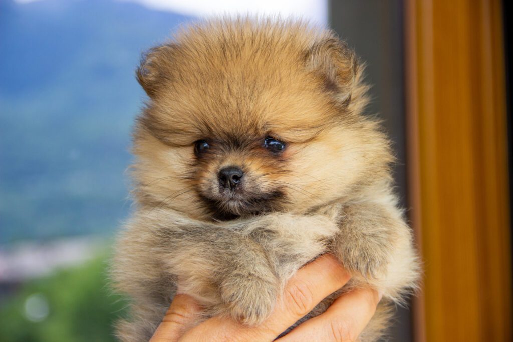 Cucciole di Spitz Pomerania nate il 7 giugno 2025