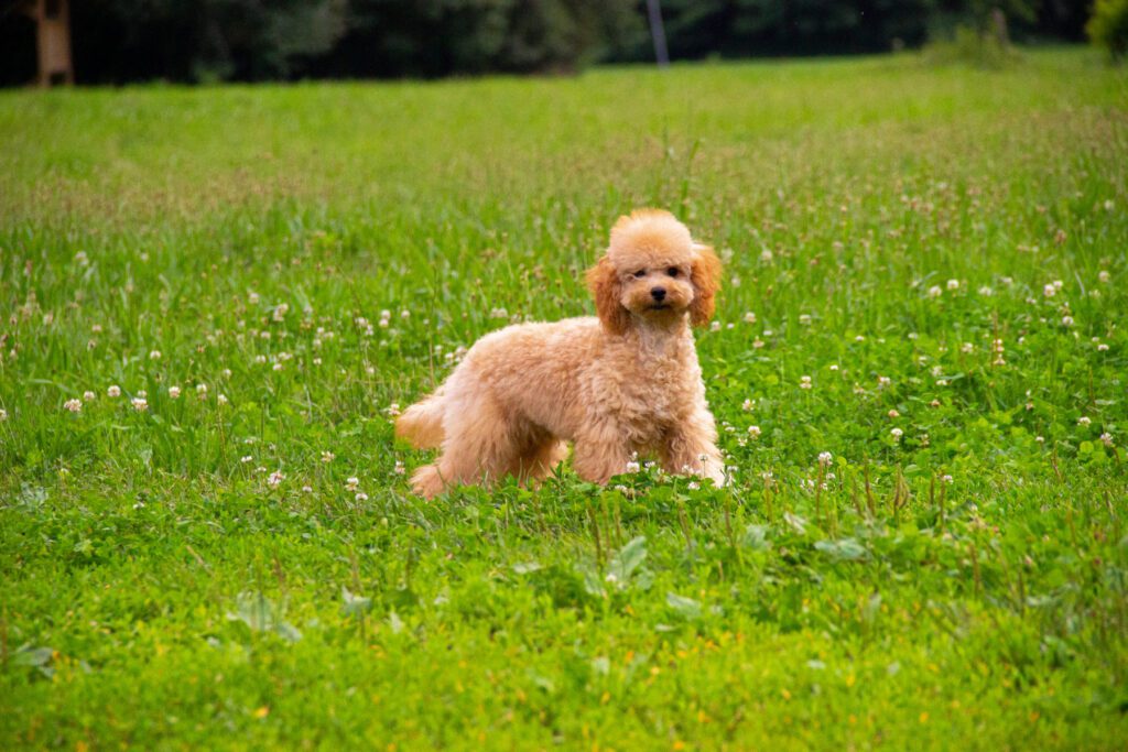 Cucciolo Barboncino Nano nato il 31/01/2025