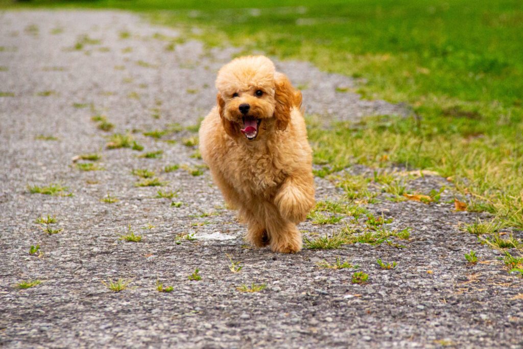 Cucciolo Barboncino Nano nato il 31/01/2025
