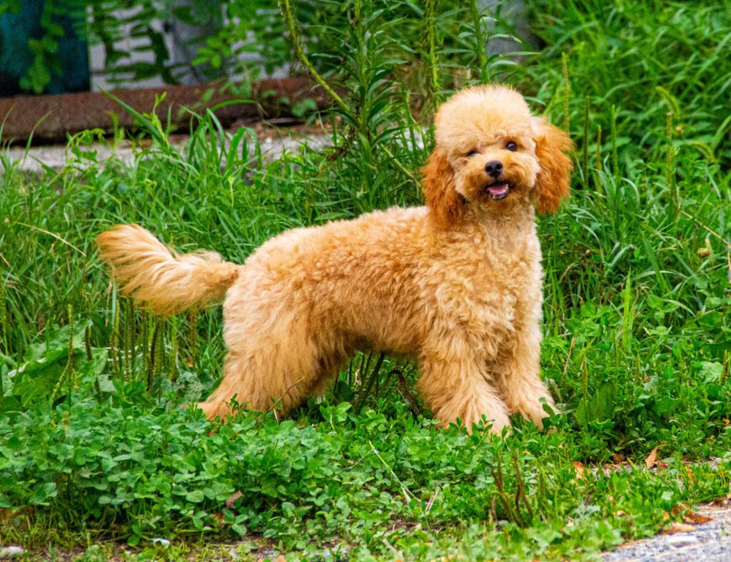 Cucciolo Barboncino Nano nato il 31/01/2025