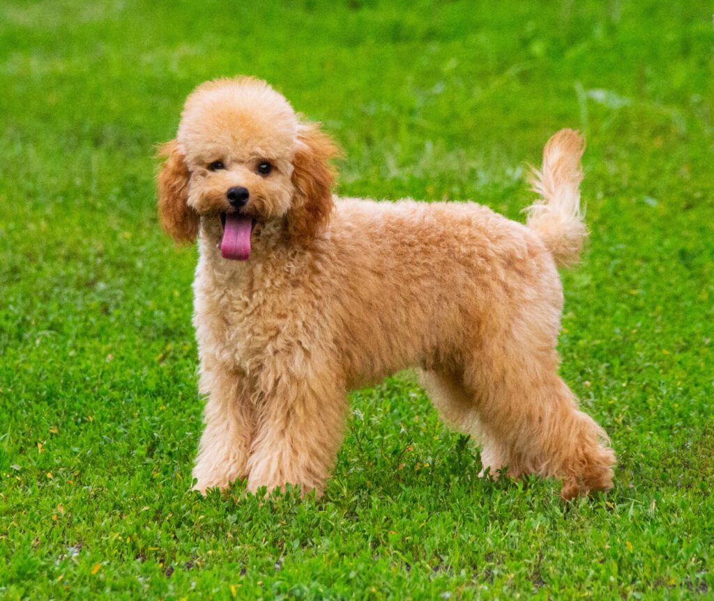 Cucciolo Barboncino Nano nato il 31/01/2025