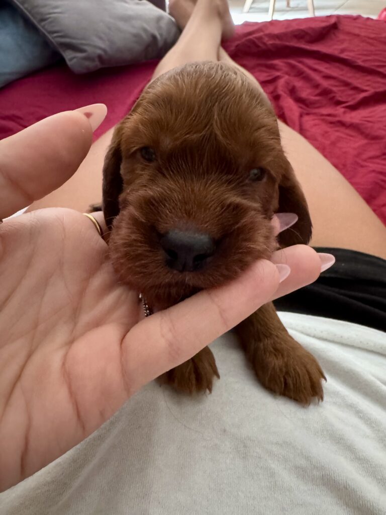 Cuccioli di Setter irlandese