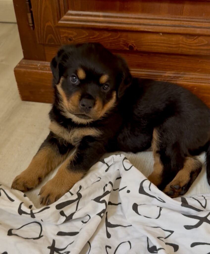 Cuccioli di Rottweiler con Pedigree ENCI – 2F e 3M