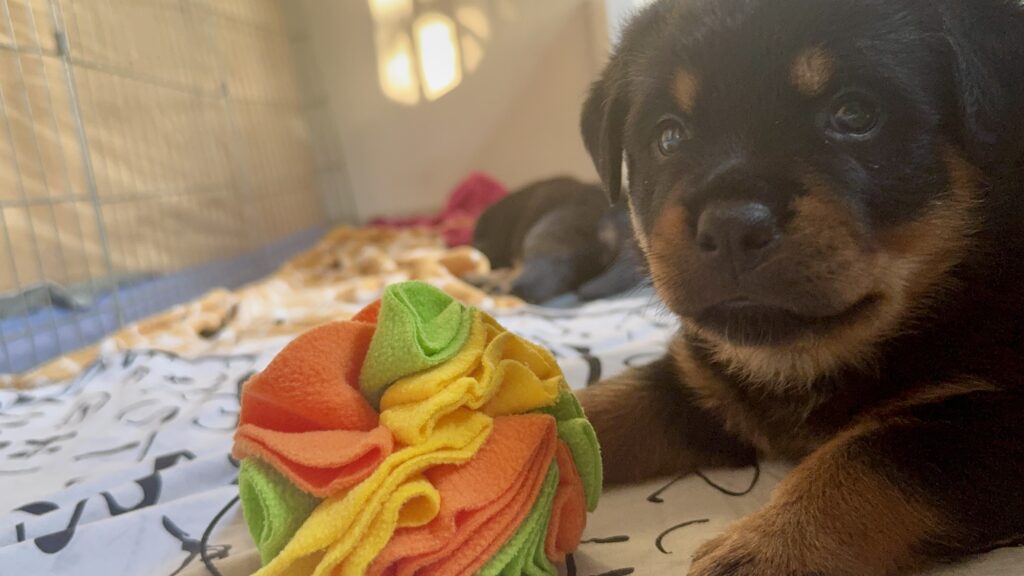 Cuccioli di Rottweiler con Pedigree ENCI – 2F e 3M