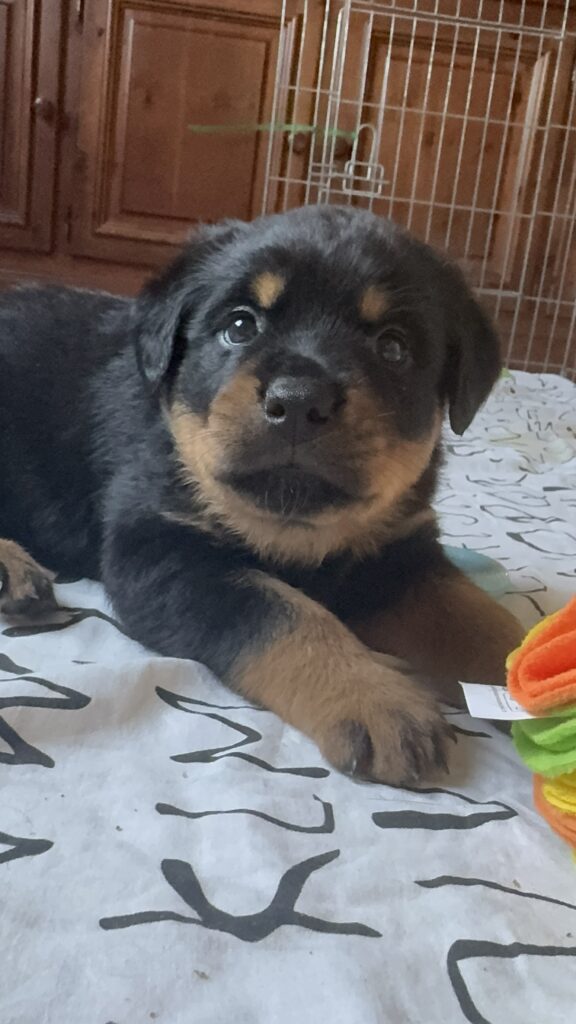 Cuccioli di Rottweiler con Pedigree ENCI – 2F e 3M