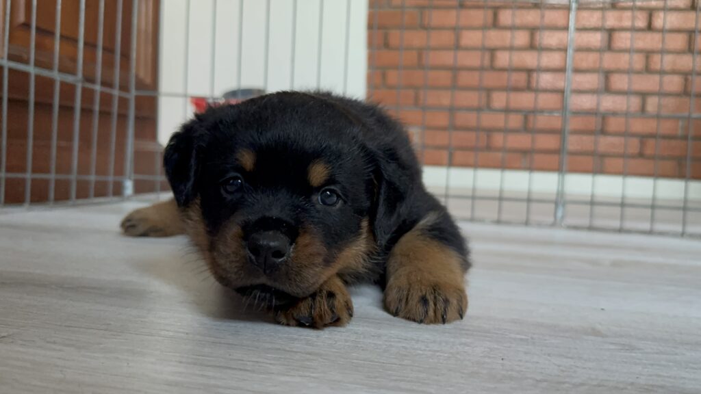 Cuccioli di Rottweiler con Pedigree ENCI – 2F e 3M