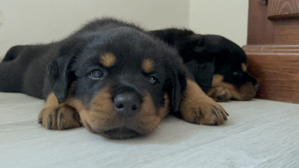 Cuccioli di Rottweiler con Pedigree ENCI – 2F e 3M