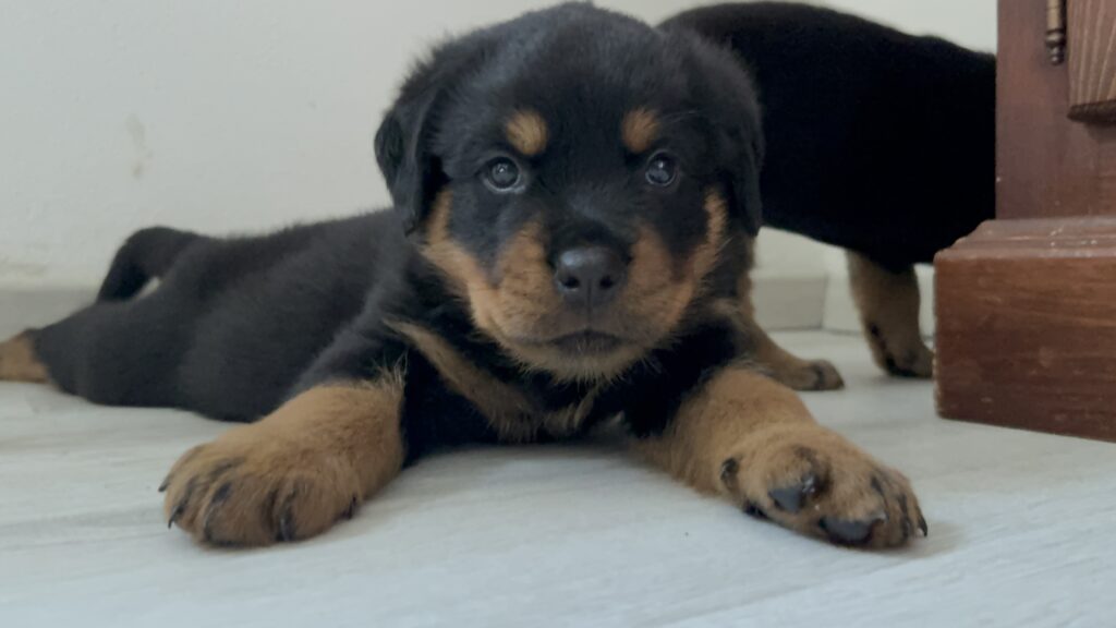 Cuccioli di Rottweiler con Pedigree ENCI – 2F e 3M