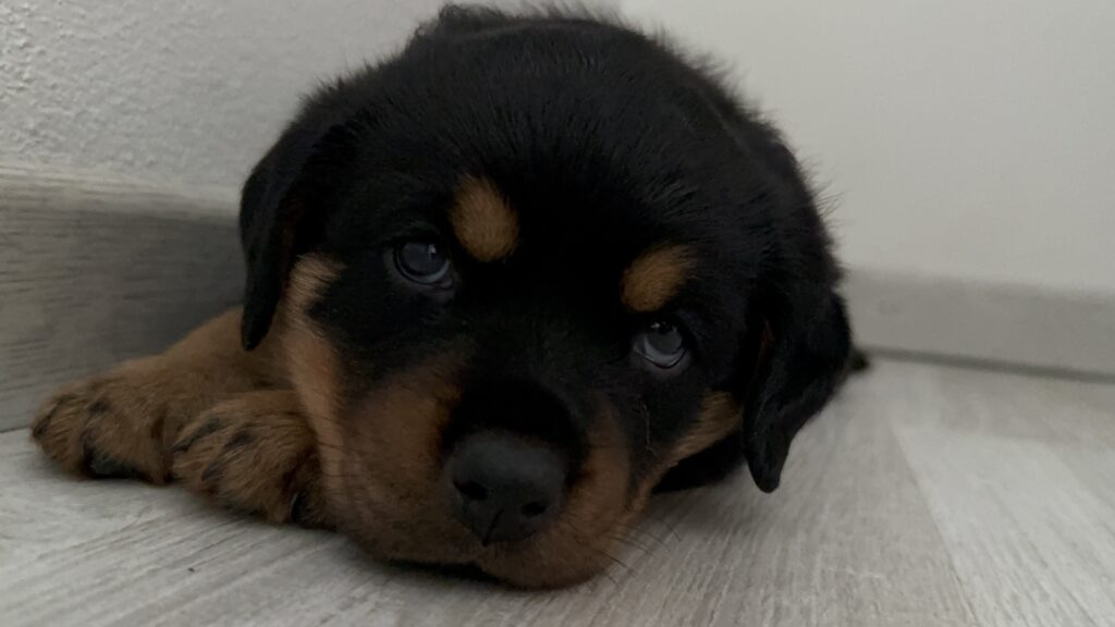 Cuccioli di Rottweiler con Pedigree ENCI – 2F e 3M