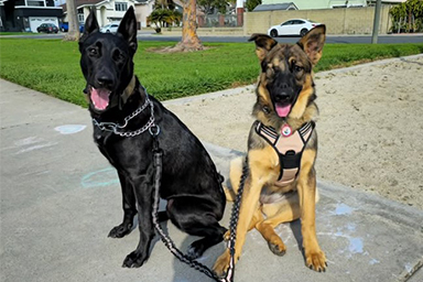 Ritrova per caso la sorella dopo essere stata salvata dal traffico: la storia di Zoey e Lulu