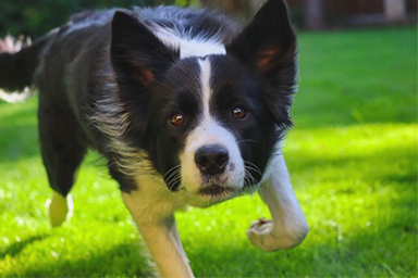 Il cane Marley ritrova e salva uomo scomparso per ore
