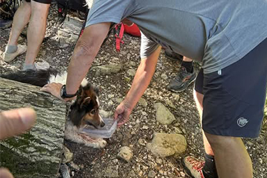 Durante passeggiata in montagna, non riesce più camminare: cane riportato a valle con barella