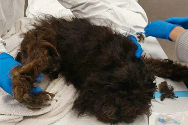 Rimane 11 giorni in gabbia in casa con la proprietaria ferita: la trasformazione di Koogie