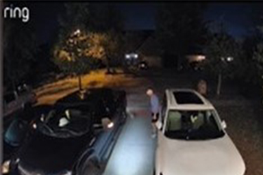 Lexi, il cane tornato a casa come se nulla fosse dopo essere scomparso per 6 giorni