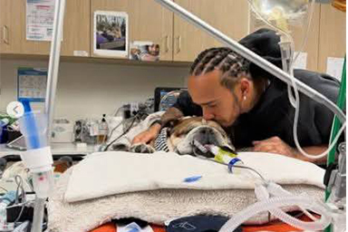 Il suo cane Roscoe è in coma: Hamilton salta i test per stare al suo fianco