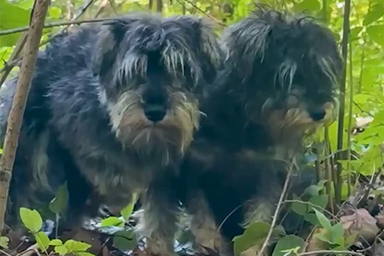 Donna trova due palle di pelo nel bosco: la nuova vita dei cani Chewbacca ed Ewok
