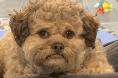 Max, il cane con la faccia umana diventa virale sui social