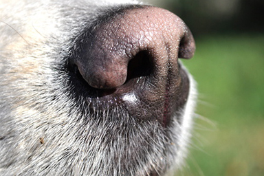 Chip, il cane antidroga che ha scoperto 16 mila dosi di hashish