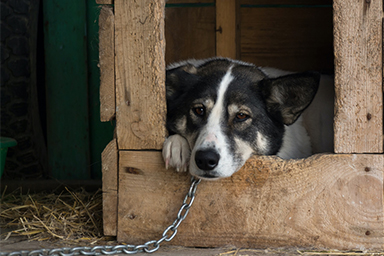Legge sui maltrattamenti, a Chieti la prima multa per cane tenuto alla catena