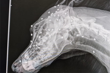 Cane sopravvive a 40 pallini sparati in testa: il miracolo di Keks