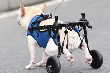Amicizie speciali, cane cerca di giocare con cucciolo disabile e commuove