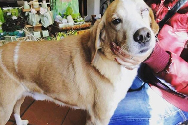 “Finalmente un po' di giustizia”: condannato l'uomo che uccise Giacomo, cane anziano e malato