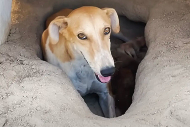 Abbandonato nel deserto, il cane Sandy scava nella sabbia per nascondere il suo tesoro